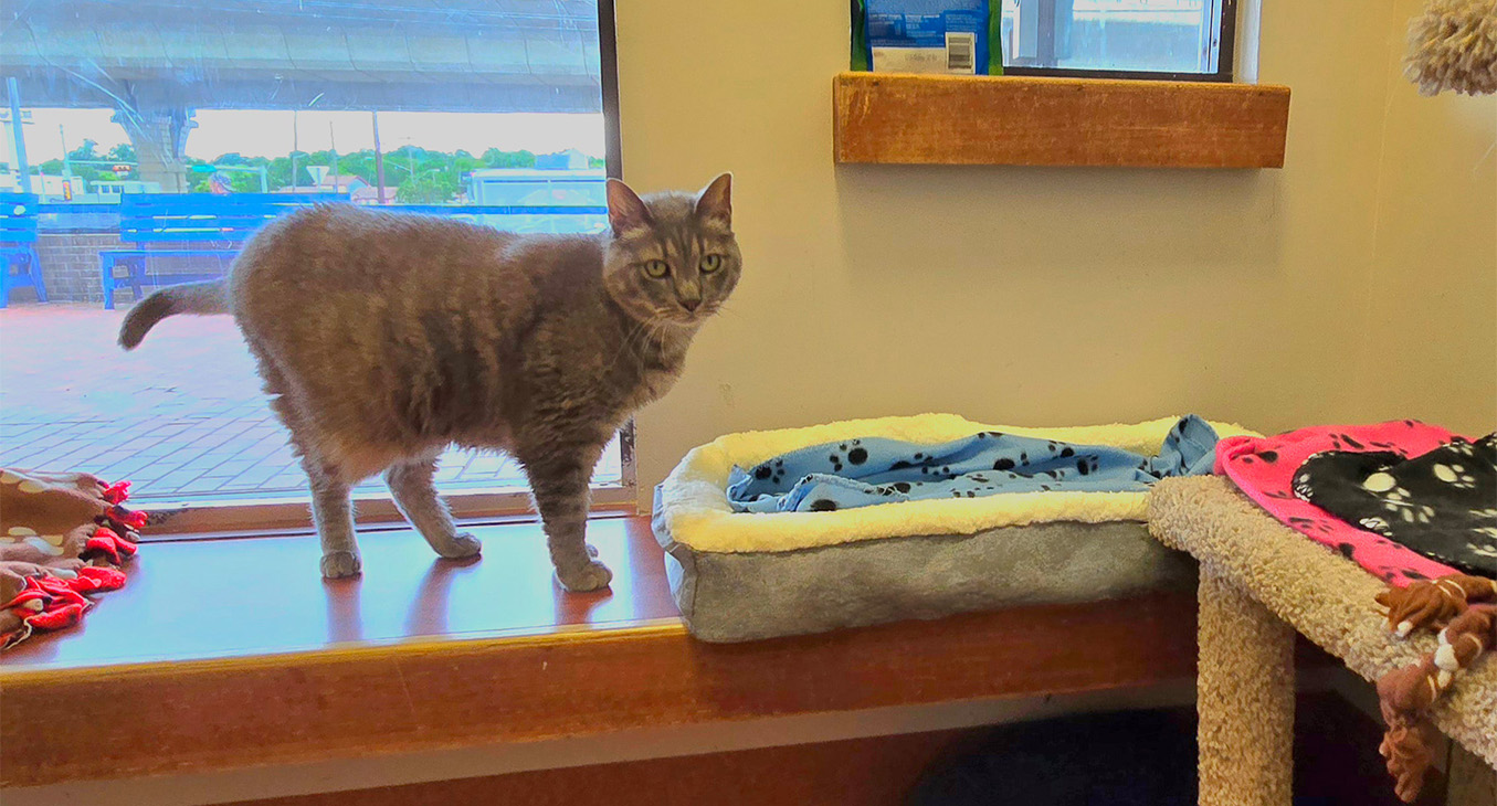 A gray cat inspecting an UPLIFT Desk Pet Bed