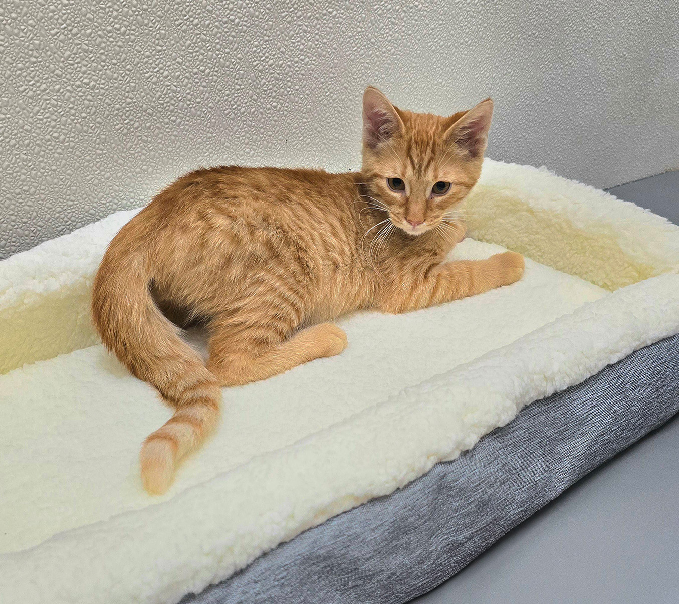 An orange kitten in an UPLIFT Desk Pet Bed
