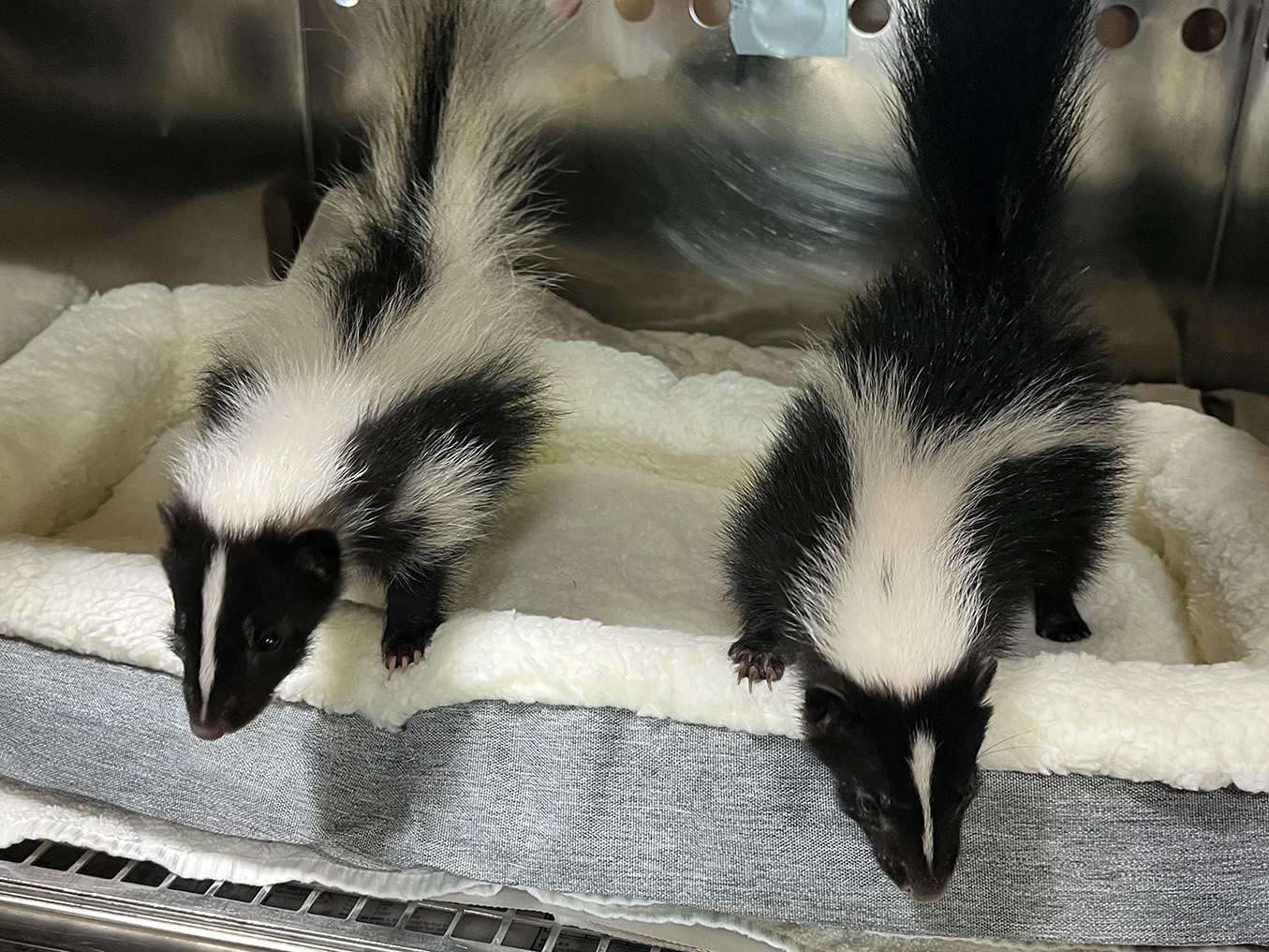 Baby skunks in an UPLIFT Desk Pet Bed