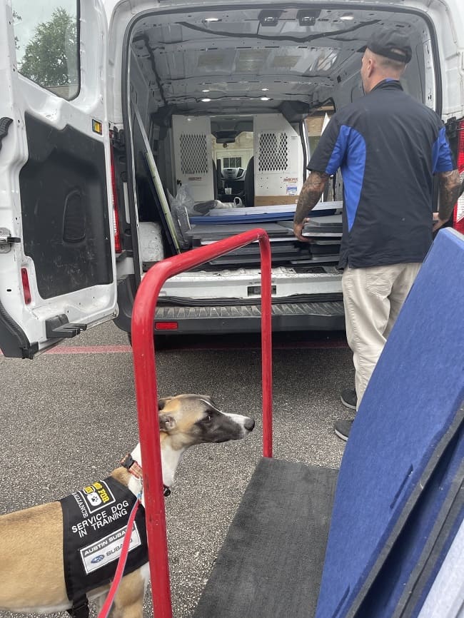 A dog eyes in new acoustic panels that will be installed to mitigate barking noise
