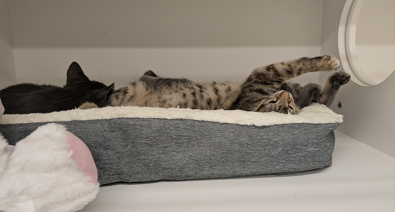 Kittens from WRCAS laying in an UPLIFT Desk Pet Bed