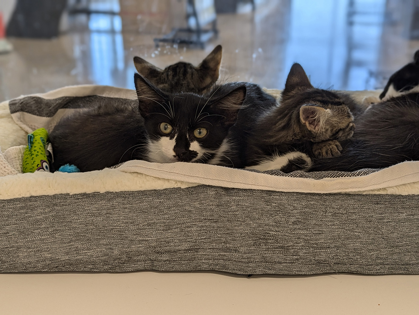 Kittens in an UPLIFT Desk Pet Bed